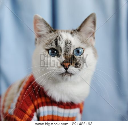 White Fluffy Blue-eyed Cat Dressed In Striped Orange Sweater. Close Portrait On Single Denim Backgro