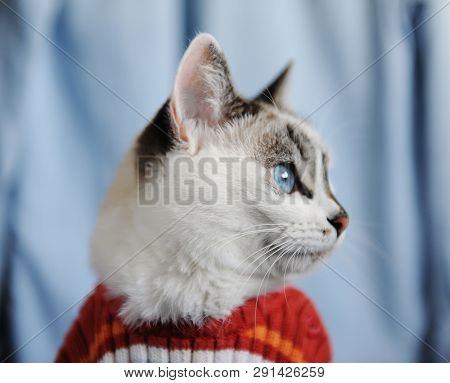 White Fluffy Blue-eyed Cat Dressed In Striped Orange Sweater. Close Profile Portrait On Single Denim