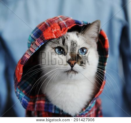 White Fluffy Blue-eyed Cat Dressed In Checkered Shirt With A Hood. Close Portrait On Denim Backgroun