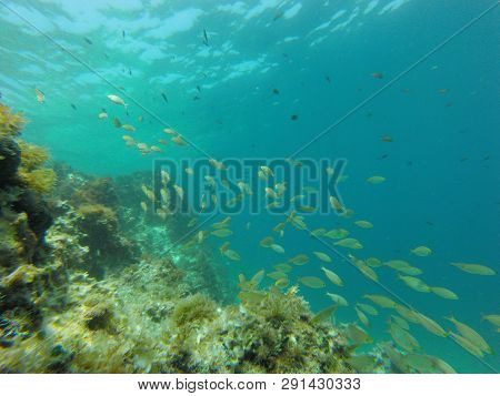 Many Colored Fish Underwater, Mediterranean Sea, Reef, Rocks, Global Warming