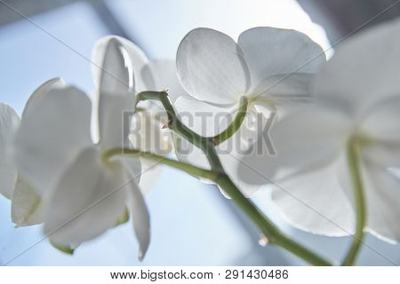 White Orchids On Sun Light, The Green Bud, A New Flower, A Butterfly, Macro, Phalaenopsis, Doritis,