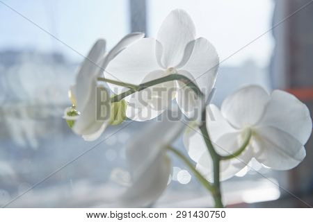 White Orchids On Sun Light, The Green Bud, A New Flower, A Butterfly, Macro, Phalaenopsis, Doritis,