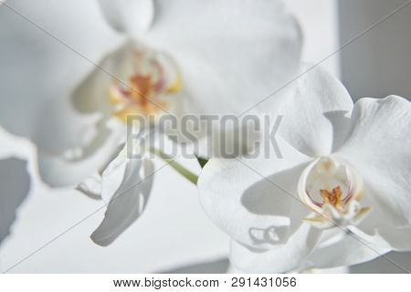 White Orchids On Sun Light, The Green Bud, A New Flower, A Butterfly, Macro, Phalaenopsis, Doritis,