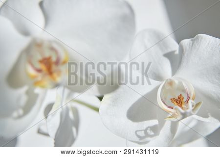 White Orchids On Sun Light, The Green Bud, A New Flower, A Butterfly, Macro, Phalaenopsis, Doritis,