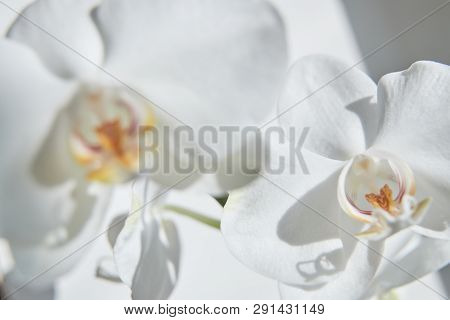 White Orchids On Sun Light, The Green Bud, A New Flower, A Butterfly, Macro, Phalaenopsis, Doritis,