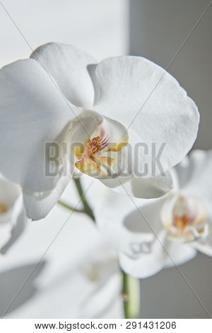 White Orchids On Sun Light, The Green Bud, A New Flower, A Butterfly, Macro, Phalaenopsis, Doritis,
