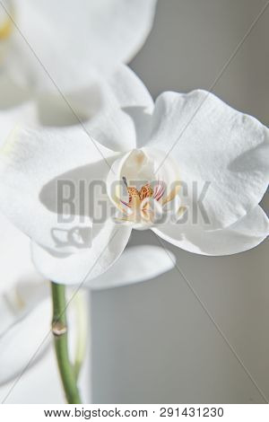 White Orchids On Sun Light, The Green Bud, A New Flower, A Butterfly, Macro, Phalaenopsis, Doritis,