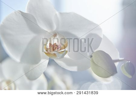 White Orchids On Sun Light, The Green Bud, A New Flower, A Butterfly, Macro, Phalaenopsis, Doritis,