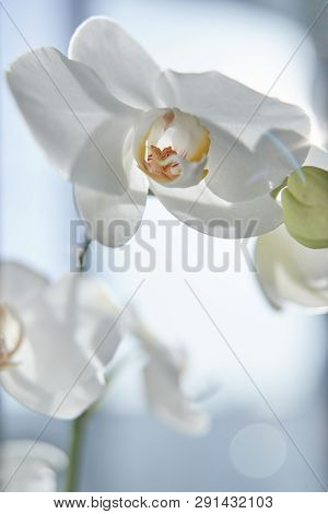 White Orchids On Sun Light, The Green Bud, A New Flower, A Butterfly, Macro, Phalaenopsis, Doritis,