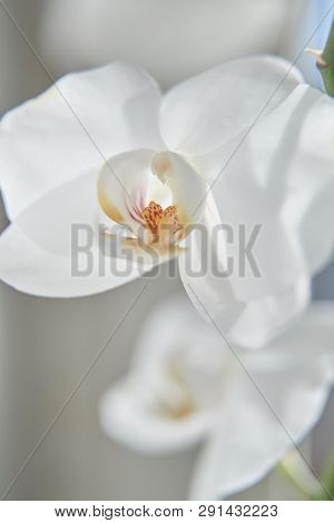White Orchids On Sun Light, The Green Bud, A New Flower, A Butterfly, Macro, Phalaenopsis, Doritis,