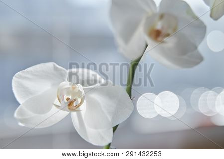White Orchids On Sun Light, The Green Bud, A New Flower, A Butterfly, Macro, Phalaenopsis, Doritis,