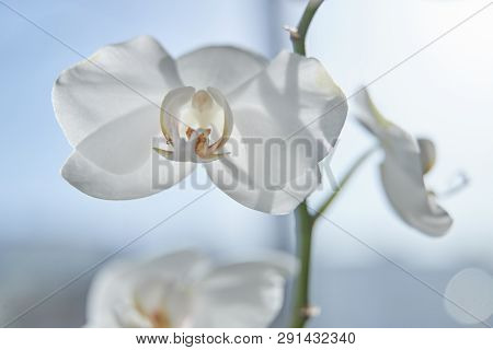 White Orchids On Sun Light, The Green Bud, A New Flower, A Butterfly, Macro, Phalaenopsis, Doritis,