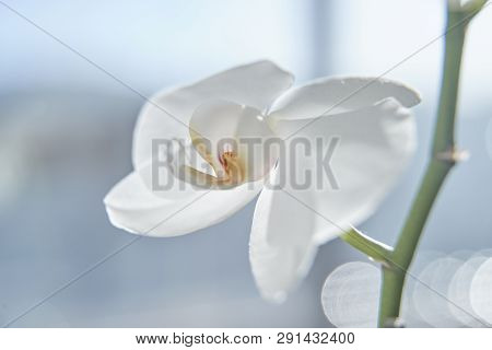 White Orchids On Sun Light, The Green Bud, A New Flower, A Butterfly, Macro, Phalaenopsis, Doritis,
