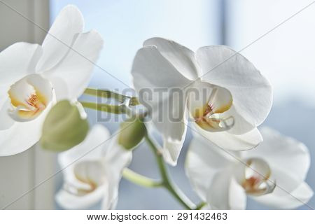 White Orchids On Sun Light, The Green Bud, A New Flower, A Butterfly, Macro, Phalaenopsis, Doritis,