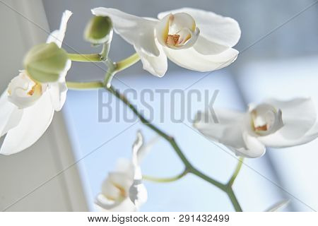 White Orchids On Sun Light, The Green Bud, A New Flower, A Butterfly, Macro, Phalaenopsis, Doritis,