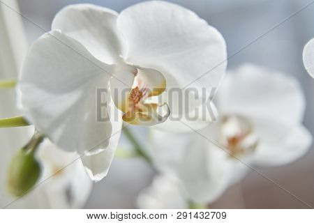 White Orchids On Sun Light, The Green Bud, A New Flower, A Butterfly, Macro, Phalaenopsis, Doritis,