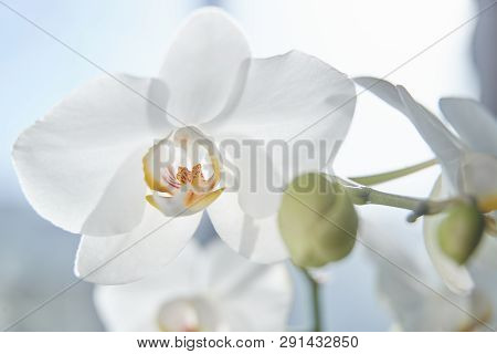 White Orchids On Sun Light, The Green Bud, A New Flower, A Butterfly, Macro, Phalaenopsis, Doritis,