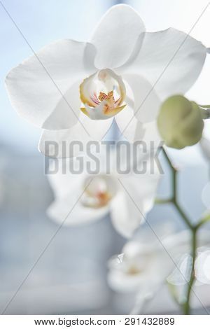 White Orchids On Sun Light, The Green Bud, A New Flower, A Butterfly, Macro, Phalaenopsis, Doritis,