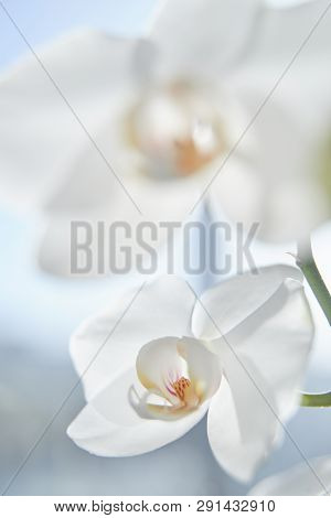White Orchids On Sun Light, The Green Bud, A New Flower, A Butterfly, Macro, Phalaenopsis, Doritis,