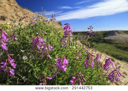 Inflorescence, The Artic Ivan- Tea (chamerion Angustifolium)