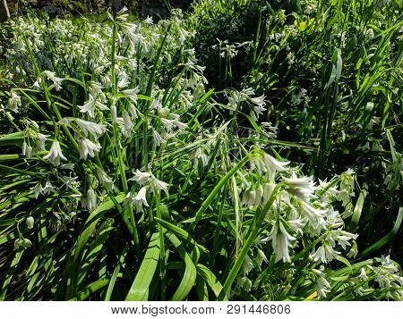 Varias Flores Em Conjunto Na Natureza Verde