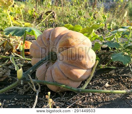 Cucurbita Moschata Winter Squash Or Pumpkin Growing In The Garden. Musquee Des Caraibes Variety