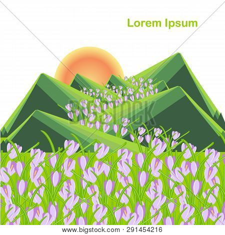 Spring Mountain Landscape. Green Striped Hills, Violet Crocus Flowers, Yellow Sun, Lorem Ipsum. Flat