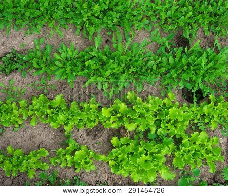 Lettuce Grows In The Open Ground In The Garden. Green Lettuce Leaves On Garden Beds In The Vegetable