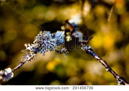Pattern Of White Lichen On Wooden Branch