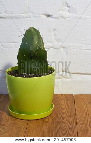Potted Green Succulent Plant On A Wood Curfase Against White Brick Wall Background, Free Space For T