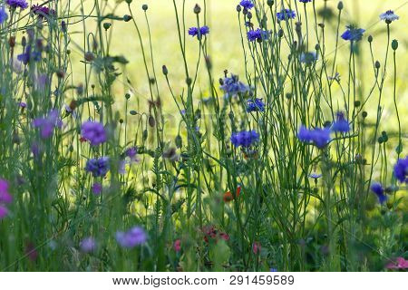Beautiful Meadow Field With Wild Flowers. Spring Wildflowers Closeup. Health Care Concept. Rural Fie