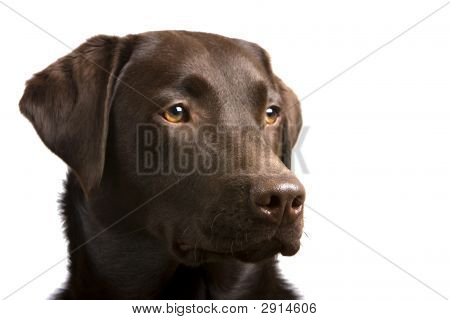 骄傲的拉布拉多犬