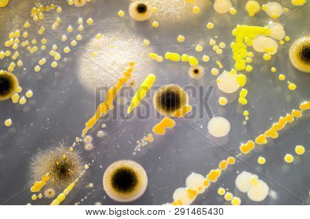 Colonies Of Different Bacteria And Mold Fungi From Air Grown On Petri Dish. Microbiology Background