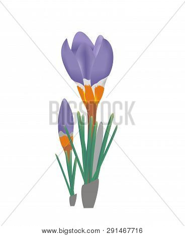 Illustration Of A Tricolored Sieber's Crocus, Crocus Sieberi