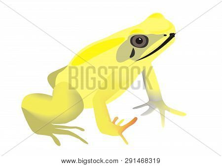 Illustration Of A Golden Poison Frog (phyllobates Terribilis) With A White Background.