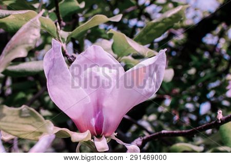Magnolis Tree, Magnolia Flowers. Beautiful Spring Flower