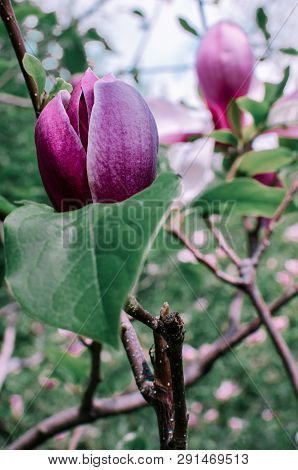 Magnolis Tree, Magnolia Flowers. Beautiful Spring Flower