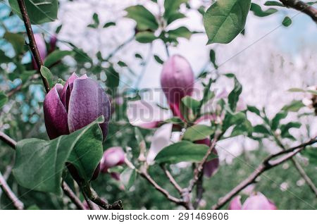 Magnolis Tree, Magnolia Flowers. Beautiful Spring Flower