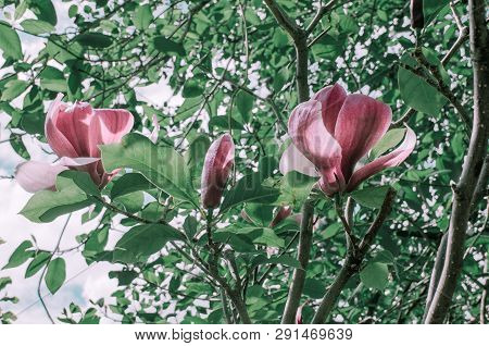 Magnolis Tree, Magnolia Flowers. Beautiful Spring Flower