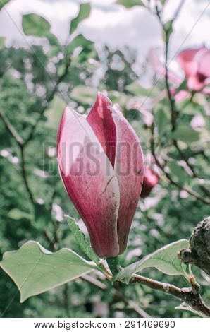 Magnolis Tree, Magnolia Flowers. Beautiful Spring Flower