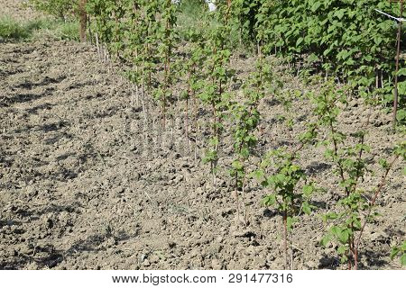 The Beds Raspberries. The Stems Of Raspberries On A Trellis Squirting. Growing Raspberries In The Ga