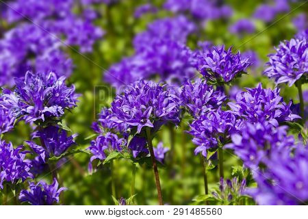 Blue Flowers  In The Summer Garden. Campanula Glomerata