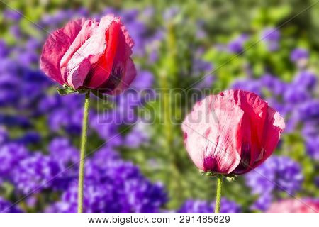 Red Poppy ( Papaver ) And  Campanula Glomerata Flowers Close-up In Sunlight On Natural Blurred Backg
