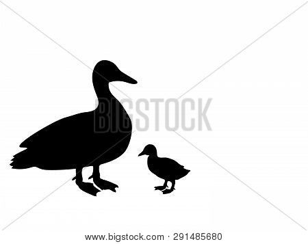 Duck Duckling Bird Black Silhouette Animal. Vector Illustrator.