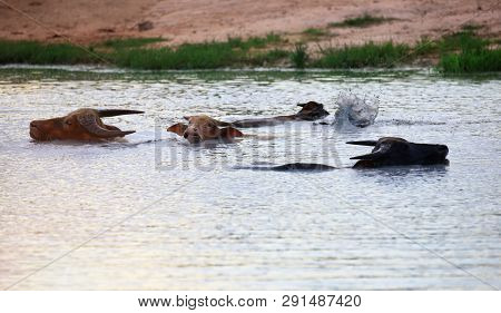 Buffalo Soak Bathe In Natural Pound , Buffalo Herd In Clay Water