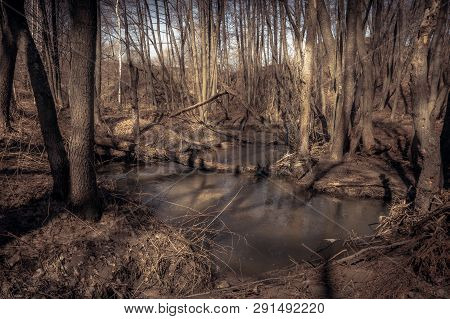 Dry Springtime Forest Scenery With Spring Stream