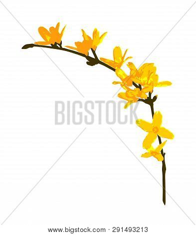 Vector Flowering Forsythia (golden Bell) Twig Isolated On White Background