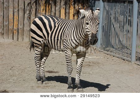  Zèbre