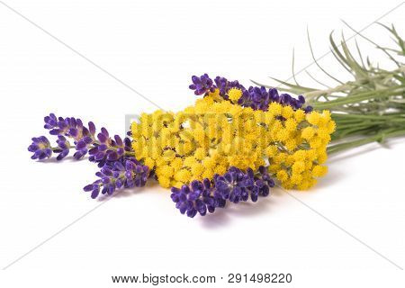 Lavender And Helichrysum Flowers Isolated On White Background