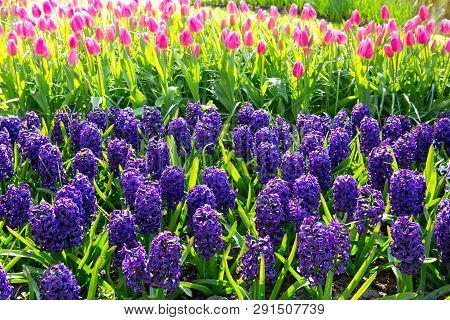 Blue Hyacinths In The Garden. Spring Background.